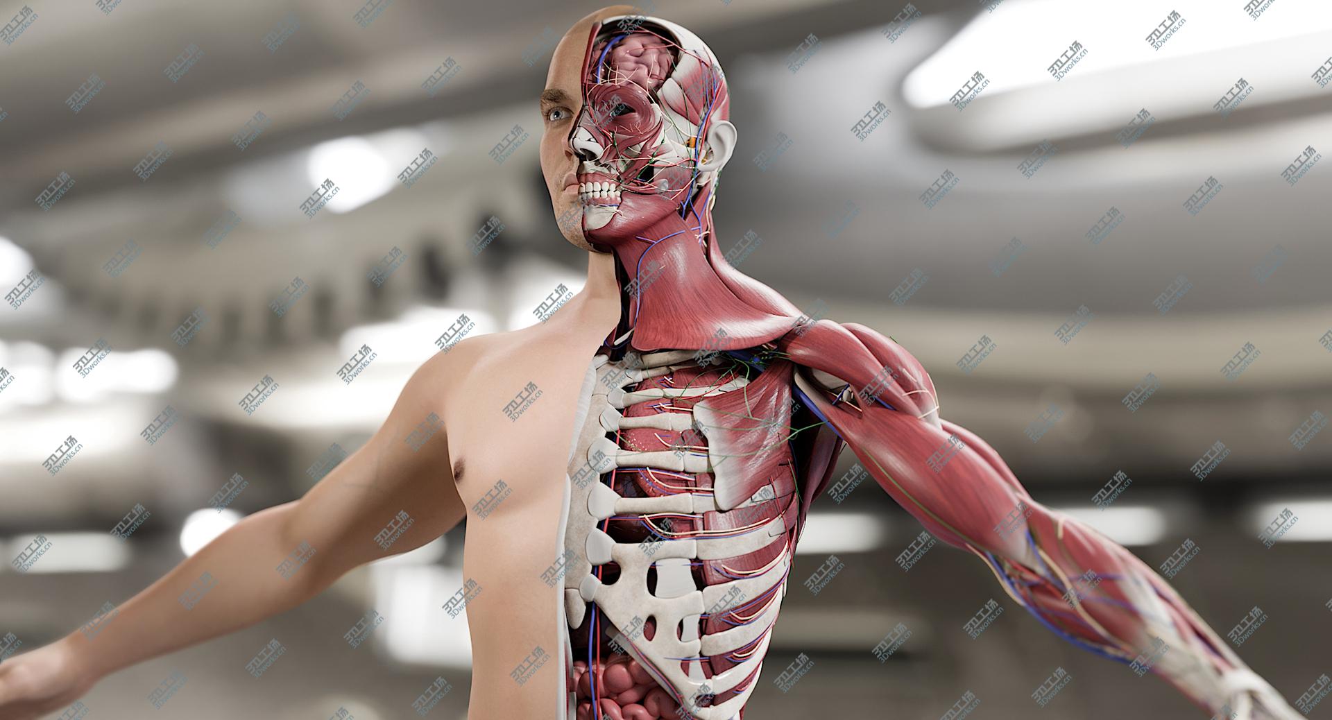 images/goods_img/20210113/3D Male Complete Anatomy/2.jpg
